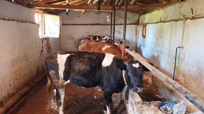 Şap hastalığı ortaya çıktı. 19 köy, 6 mahalle karantinada