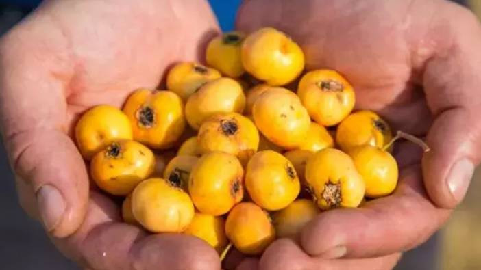 Sonbaharın şifa kaynağı! Bağışıklık dostu nerede yetişir, nasıl tüketilmeli?