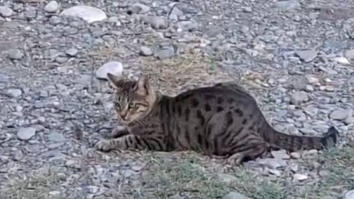 "Kedi fareyle oynar gibi" sözü Adana'da gerçek oldu!