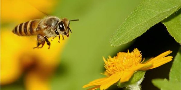 Arılar nesli tükenmekte olan canlılar listesinde