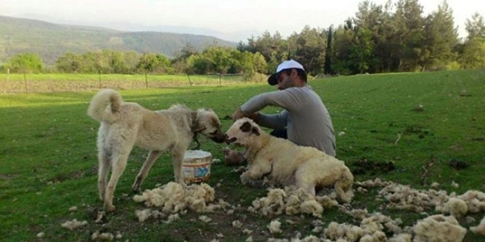 Dolunaydan etkilenen çoban parti kurdu
