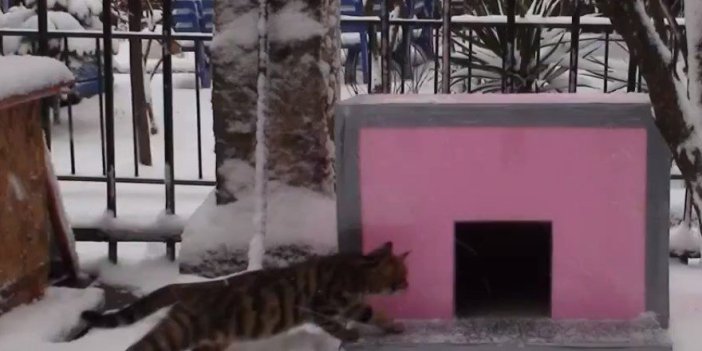Kadıköy’de kedi evi cinayeti