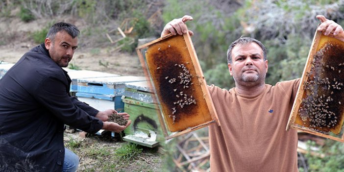 Bal arısı ölümleri endişe yarattı