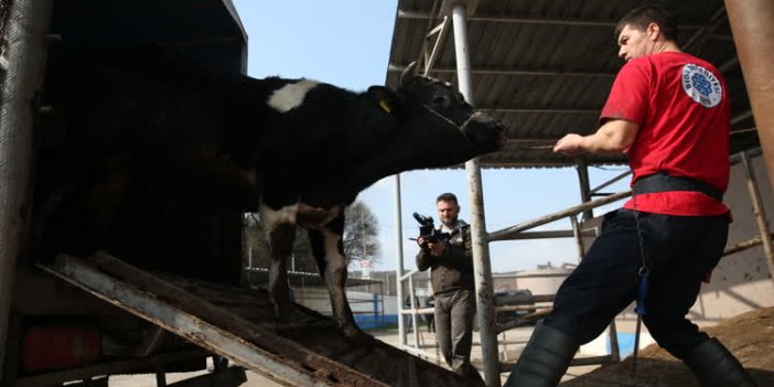 Hollanda'ya "Holstein"lı tepki