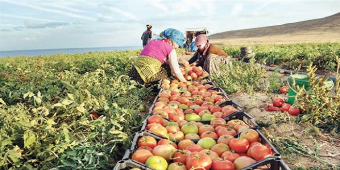 Türk tarımı nasıl çökertiliyor !