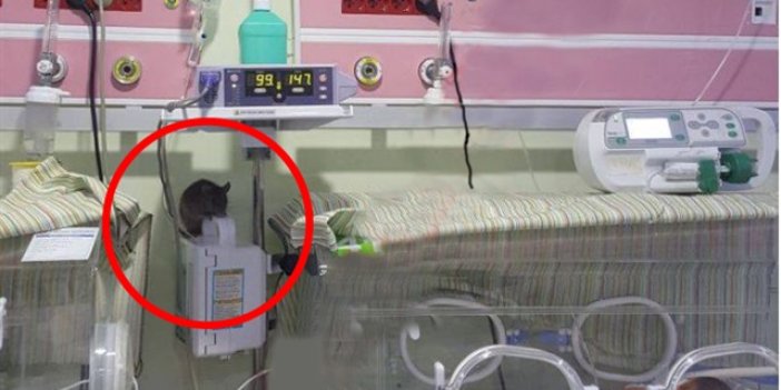 Özel hastanede fare skandalı
