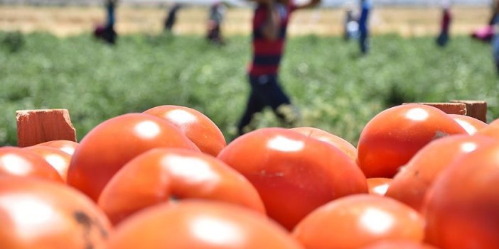 Rusya'dan domates kararı