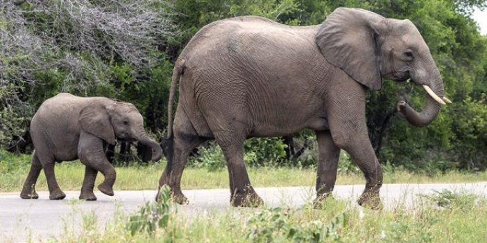 111 bin Afrika fili dişleri için katledildi