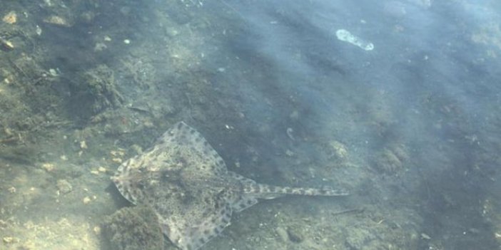 Maltepe'de deniz canlıları karaya vurdu