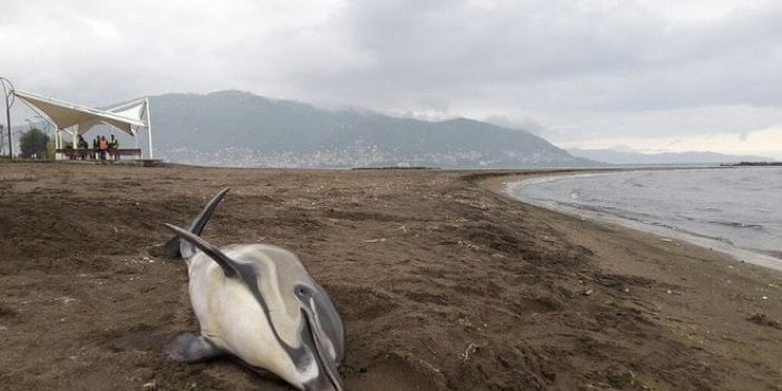 Brezilya'da virüs 170'den fazla yunusun canına mal oldu