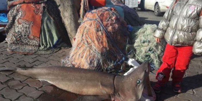 Tekirdağ'da köpek balığı yakalandı