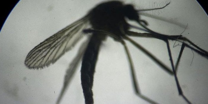 Zika virüsünün yayılmasını kolaylaştıran protein keşfedildi