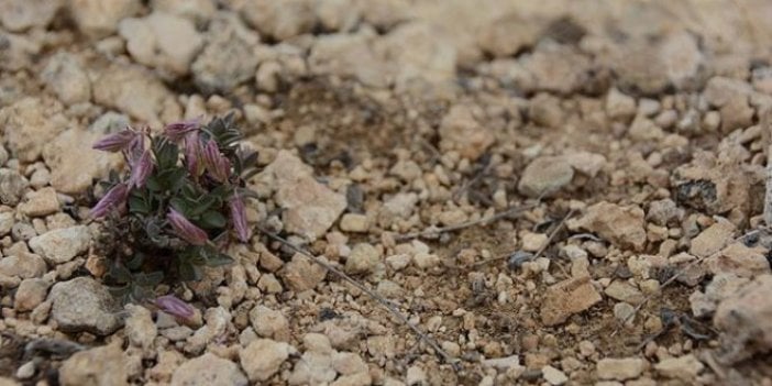 Keşfedilen endemik bitki türüne Sancar'ın ismi verildi