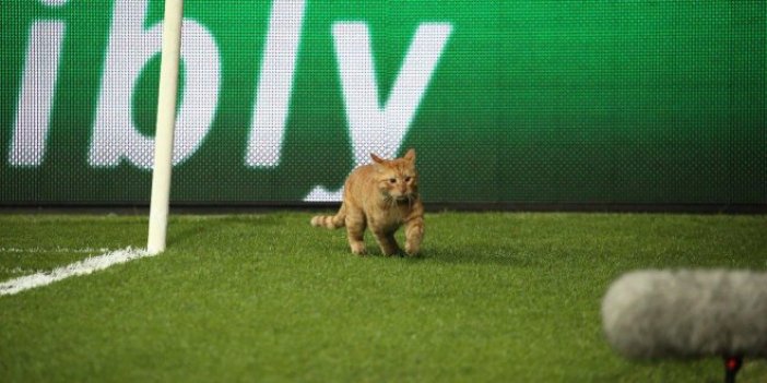 Beşiktaş-Münih maçının adamı 'kedi' seçildi