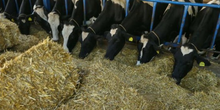 İrlanda'dan 2 bin sığır daha geliyor