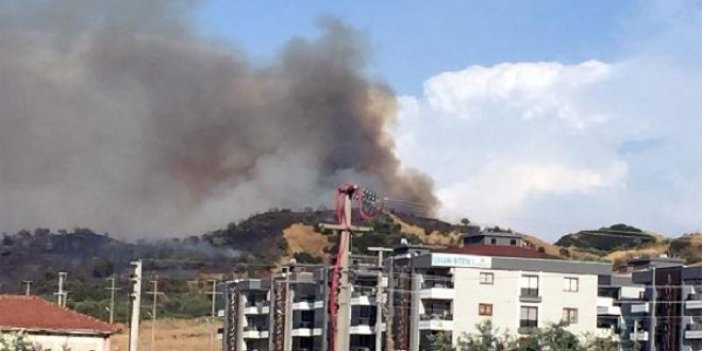 Manisa'da orman yangını!