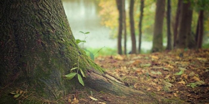 Dünyada doğal kaynakların tüketilme hızı artıyor