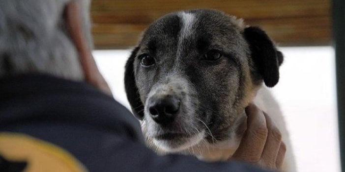 Köpekler sahiplerinin üzüntüsünü paylaşıyor