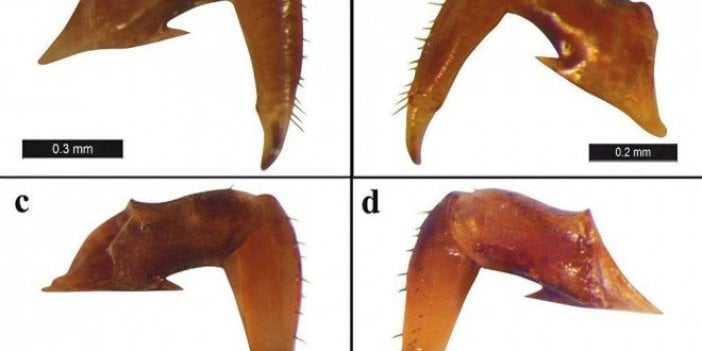 Türkiye'de yeni örümcek türü keşfedildi