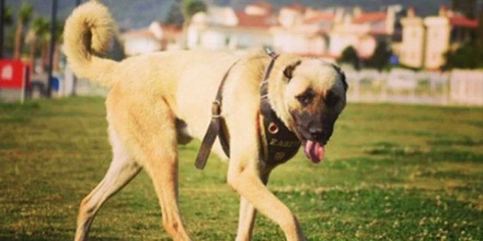 Arabanın arkasında sürüklenen köpek artık bir devlet memuru