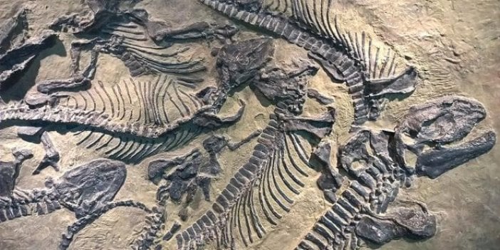 130 milyon yıllık dinozor fosili kalıntıları bulundu