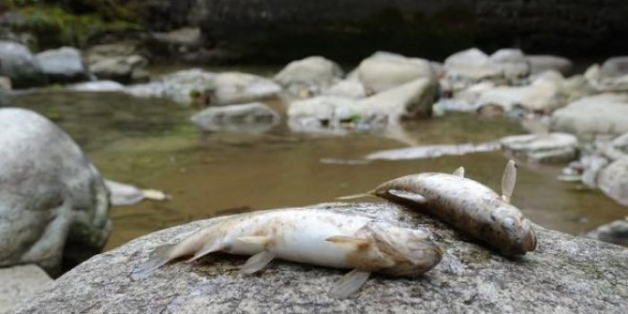 Çaykara'da toplu balık ölümleri