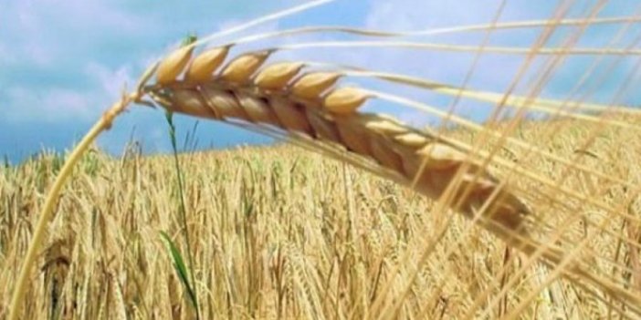 TMO tonlarca buğday ithal edecek