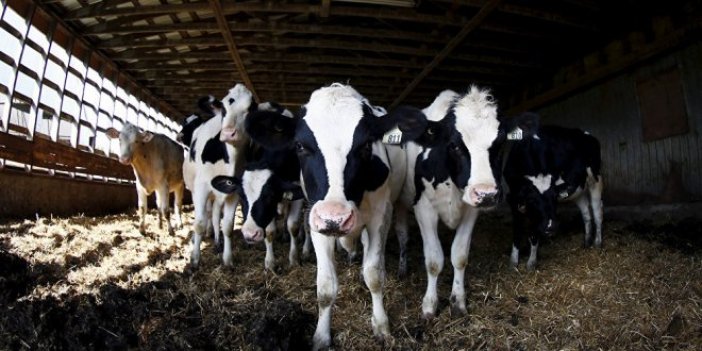 Çiğ süt üreticisi zorda: "İnekler kesime gidiyor"