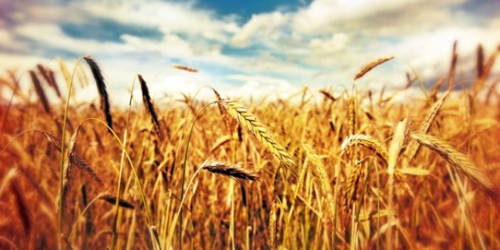 Türkiye, Rusya’dan Ruble ile buğday ithal edecek