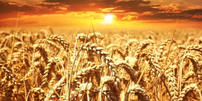 TMO 1 milyon ton buğday ithal edecek