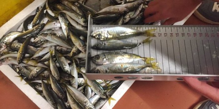 Su Ürünleri Hali'nde 22 ton balığa el konuldu