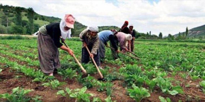 Besici ithalattan, çiftçi parasızlıktan muzdarip