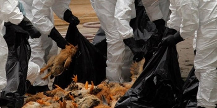 IKBY, İran dahil 31 ülkeden tavuk eti ithalatını durdurdu