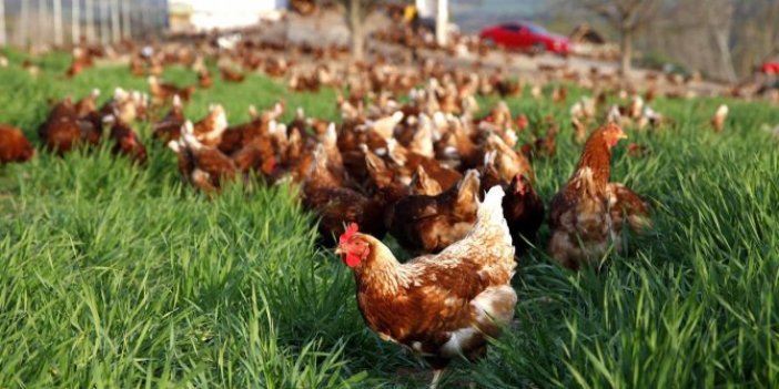 Tavuk üreticileri yem sıkıntısına dikkat çekti