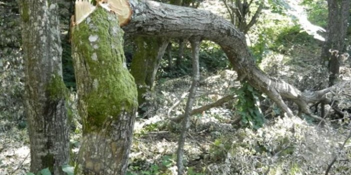 Tekirdağ'da ıhlamur ağacı katliamı