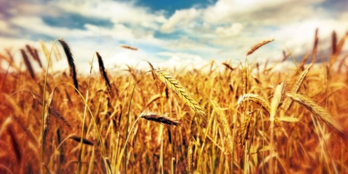 Buğday ithalatında tarihi rekor!