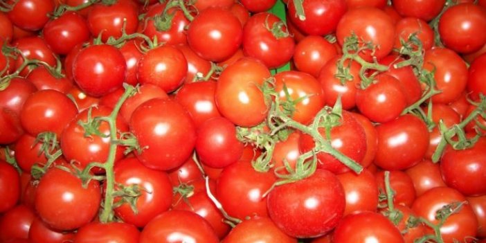 21 ton domates daha iade edildi