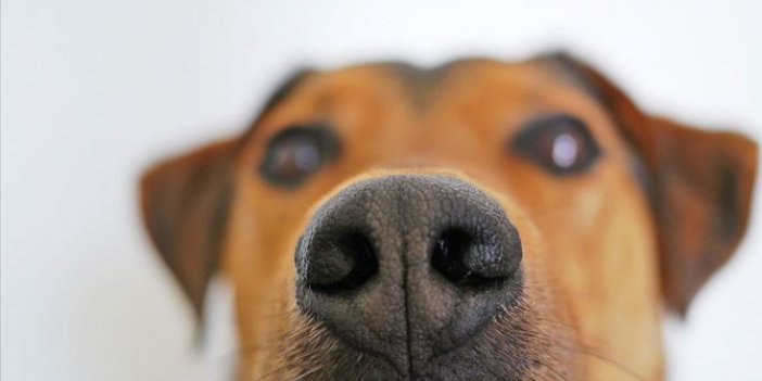 Köpekler kan örneğinde kanseri koklayarak tespit etti