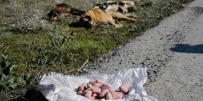 Ankara İncek'te köpek katliamı