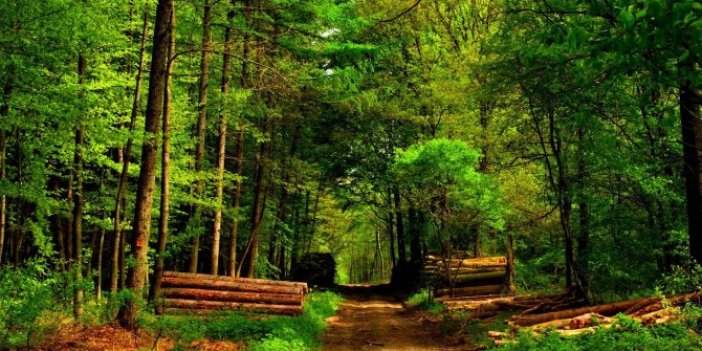 Bodrum ve Fethiye’deki orman arazileri kimlere satıldı