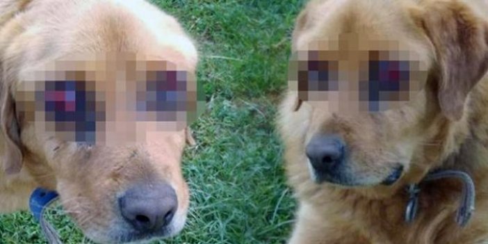 Tokat'ta bir köpek gözleri oyulmuş halde bulundu