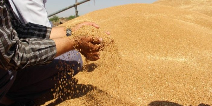 Çiftçiler buğday ve arpadan zarar ediyor