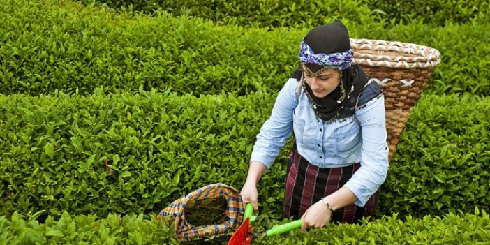 Sarıbal: "Ülke kaçak çay cennetine dönüşmüş"