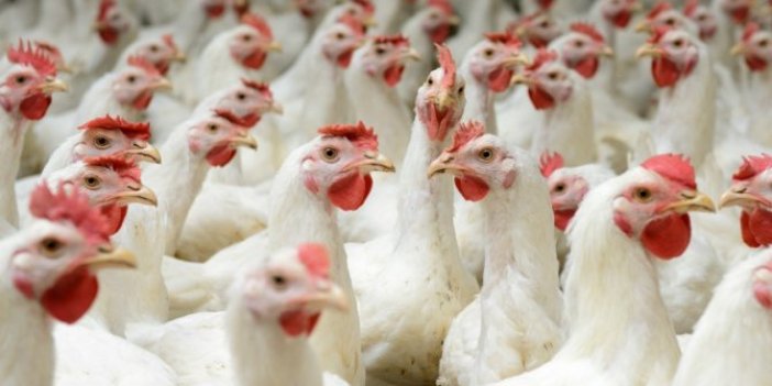 Tavuk fiyatları 3 ayda yüzde 50 arttı!