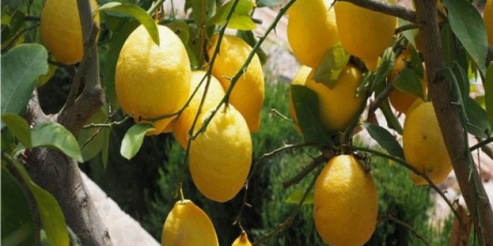 Limon fiyatlarına depoda 'çürüme' etkisi