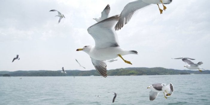 Avustralya'da martılar antibiyotiğe dirençli bakteri taşıyor