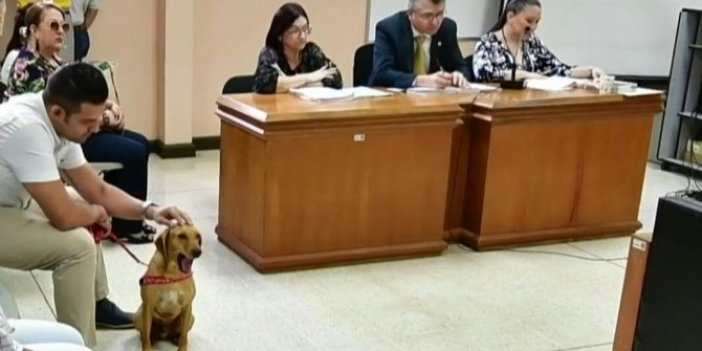 Kosta Rika'da bir köpek mahkemede tanık oldu