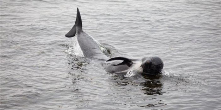 İzlanda'da karaya vuran 20 balina öldü