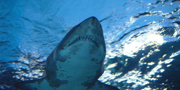 514 yaşında köpekbalığı tespit edildi