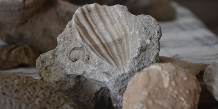 Milyonlarca yıllık deniz fosilleri bulundu